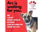 Adopt ARC a Brown/Chocolate Terrier (Unknown Type, Small) / Shepherd (Unknown