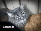Adopt Leonardo a Domestic Shorthair / Mixed (short coat) cat in Las Vegas