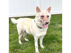 Adopt Liz a White - with Tan, Yellow or Fawn Shepherd (Unknown Type) / Mixed dog