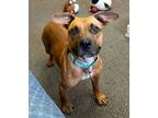 Adopt Applegate a Pit Bull Terrier, Mixed Breed