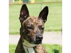 Adopt Keena a Pit Bull Terrier