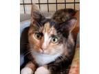 Adopt Buffy a Calico or Dilute Calico Domestic Shorthair (short coat) cat in