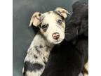 Adopt Wind a Catahoula Leopard Dog, Mixed Breed