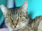 Adopt Abbey a Domestic Short Hair