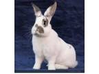 Adopt Hoppy a English Spot / Mixed (short coat) rabbit in Scotts Valley