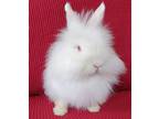 Adopt Cloudberry a Lionhead / Mixed (long coat) rabbit in Scotts Valley