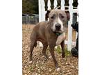 Adopt Gracie a American Pit Bull Terrier / Mixed dog in St.