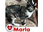 Adopt Marla a Brown or Chocolate (Mostly) Domestic Shorthair (short coat) cat in