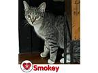 Adopt Smokey 2022 a Brown or Chocolate Domestic Shorthair (short coat) cat in