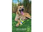 Adopt MARLIN (Israel) kt a Brown/Chocolate German Shepherd Dog / Canaan Dog dog