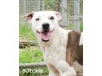 Adopt Butchie a Staffordshire Bull Terrier / Jack Russell Terrier / Mixed dog in