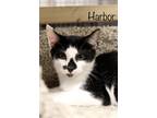 Adopt Harbor a Black & White or Tuxedo Domestic Shorthair (short coat) cat in