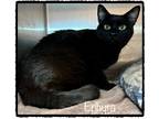 Adopt EPHYRA a All Black Domestic Shorthair (short coat) cat in Marietta