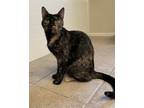 Adopt Sammie a Tortoiseshell Domestic Shorthair (short coat) cat in Mira Loma