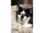 Adopt River a Black & White or Tuxedo Domestic Shorthair (short coat) cat in