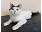 Adopt Poe a White (Mostly) Domestic Shorthair (short coat) cat in Mira Loma