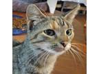 Adopt Mercy a Tortoiseshell Domestic Shorthair (short coat) cat in Somerset