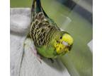 Adopt Dori a Parakeet (Other)
