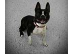Adopt Sassy a Boston Terrier