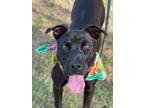 Adopt Zora a Labrador Retriever