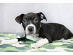 Adopt Miranda a American Staffordshire Terrier, Mixed Breed