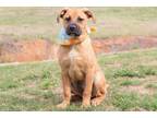 Adopt Lissie a American Staffordshire Terrier, Mixed Breed