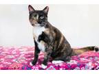 Adopt Prada a Domestic Short Hair