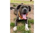 Adopt Ghost - $25 Fostered a Cane Corso, Mixed Breed