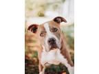 Adopt 72350a Kalimba a American Staffordshire Terrier, Mixed Breed
