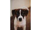 Adopt 72811a Floppy Disk a Hound, Mixed Breed