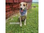 Adopt Sapphire a Mixed Breed, Australian Cattle Dog / Blue Heeler