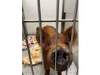 Adopt Red Hot a Pot Bellied