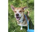 Adopt Athena a Terrier, Mixed Breed