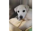 Adopt Brie a Mixed Breed
