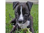 Adopt Orca a Pit Bull Terrier