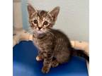 Adopt Turkish Delight 3 a Domestic Short Hair