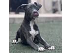 Adopt Lady Marble a Pit Bull Terrier