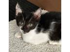 Adopt 24L08 Gilly a Domestic Short Hair