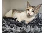 Adopt Maisie a Domestic Short Hair