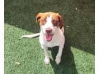Adopt Found stray: Paisley a Beagle, Pointer