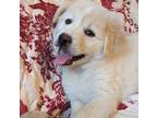 Adopt Pearl HTX a Great Pyrenees, Golden Retriever