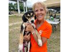 Adopt Kelcie a Coonhound