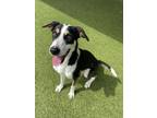Adopt Tay a Terrier, Mixed Breed