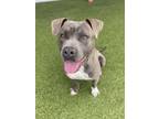 Adopt Saturn a American Staffordshire Terrier, Mixed Breed