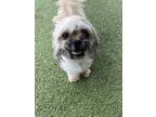 Adopt Pancake a Shih Tzu, Mixed Breed