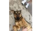 Adopt Copper a German Shepherd Dog, Mixed Breed