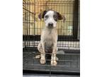 Adopt Stella a Cattle Dog, Mixed Breed