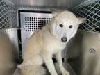 Adopt Becca a Siberian Husky, Mixed Breed