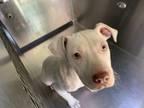 Adopt 55819787 a Pit Bull Terrier, Mixed Breed