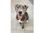Adopt Wilma a Hound, Mixed Breed